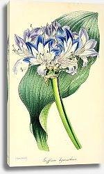 Постер Griffinia Hyacinthina