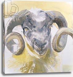 Постер Гиббс Лоу (совр) Long Horn Sheep