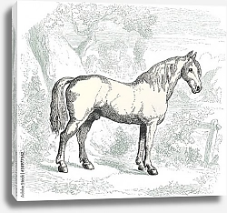 Постер Белая лошадь, ретро