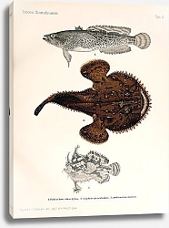 Постер Batrachus didactylus, Lophius piscatorius, Antennarius historio