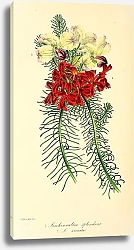 Постер Leschenaultia Splendens