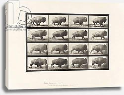 Постер Муйбридж Идвеард Plate 700. Buffalo; Galloping, 1885
