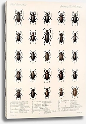 Постер Годман Фредерик Insecta Coleoptera Pl 101