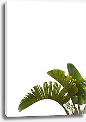 Постер Три пальмовых листа