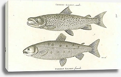 Постер Common Salmon, male. Common Salmon, female 2