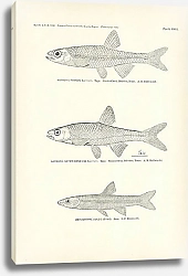Постер Notropis Fumeus Evermann, Notropis Notemigonoides Evermann, Rhinichthys Dulcis