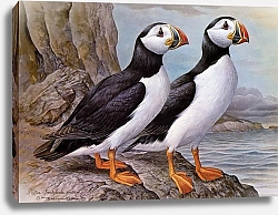 Постер British Birds - Puffin