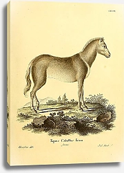 Постер Домашняя лошадь Equus Caballus