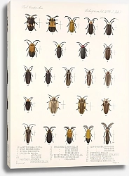 Постер Годман Фредерик Insecta Coleoptera Pl 085