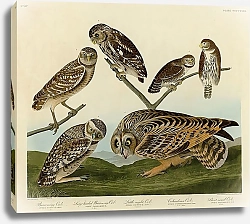 Постер 1-Burrowing Owl 2-Large-headed Burrowing Owl 3-Little night Owl 4-Columbian Owl 5- Short-eared Owl