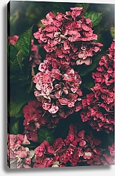 Постер Красные цветы гортензии