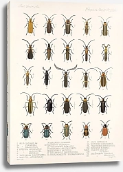 Постер Годман Фредерик Insecta Coleoptera Pl 088