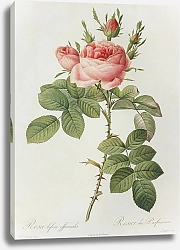Постер Rosa Xbifera Pers.