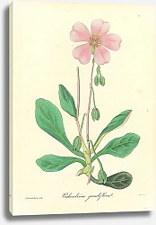 Постер Calandrina Grandiflora 1