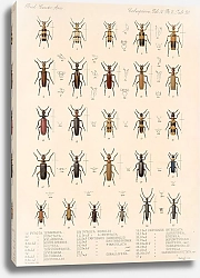 Постер Годман Фредерик Insecta Coleoptera Pl 138