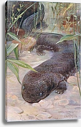 Постер Кунер Вильгельм Giant Salamander, from Wildlife of the World published by Frederick Warne & Co, c.1900