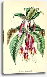Постер Fuchsia Serratifolia