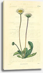 Постер Curtis Ботаника №59 1