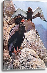 Постер Кунер Вильгельм Bateleur Eagle, illustration from'Wildlife of the World', c.1910
