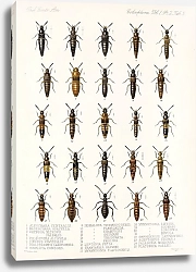 Постер Годман Фредерик Insecta Coleoptera Pl 042