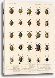 Постер Годман Фредерик Insecta Coleoptera Pl 273