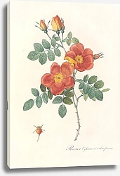 Постер Редюти Пьер Rosa Eglanteria Var.Punicea