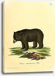 Постер Чёрный американский медведь