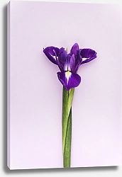 Постер Цветок ириса на лиловом фоне