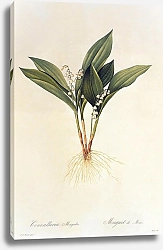 Постер Convallaria majalis L