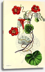 Постер Tropaeolum Lobbianum