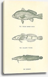 Постер The Fresh Water Drum, The Millers Thumb, The Burbot 1
