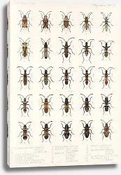 Постер Годман Фредерик Insecta Rhynchota Hemiptera-Heteroptera Pl 19