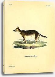 Постер Волк Canis nigrescens