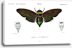 Постер Gian cicuda (Cicada speciosa) 