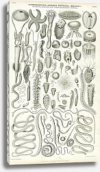 Постер Echinodermata, Entozoa, Infusoria,Mollusca