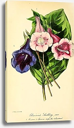 Постер Gloxinia Speciosa Seedlings