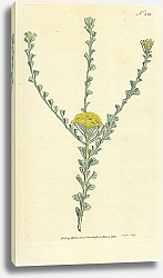 Постер Curtis Ботаника №11 1