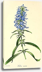 Постер Salvia Azurea