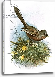 Постер Школа: Английская 20в. Dartford warbler 1