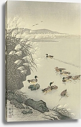 Постер Косон Охара Ducks in the water