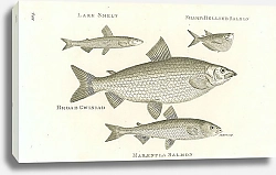 Постер Lake Smelt, Sharp-Bellited Salmon, Broad Gwiniad, Maraenula Salmon 1