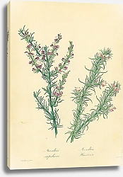 Постер Muraltia Stipulacea, Muraltia Heisteria 1