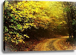 Постер Осенняя дорога в лесу
