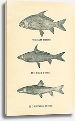 Постер The Carp Sucker, The Black Horse, The Northern Sucker