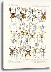 Постер Годман Фредерик Arachnida Araneidea Pl 36
