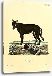 Постер Восточный волк