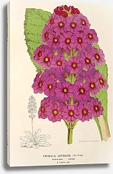 Постер Лемер Шарль Primula Japonica