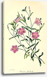 Постер Chironia Floribunda