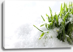 Постер Зеленая трава, растущая из-под снега 2