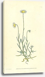 Постер Curtis Ботаника №27 1